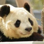 パンダアップデードとは？コンテンツの品質が検索順位を左右する理由