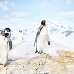 ペンギンアップデートとは？影響を受けるやってはいけないSEO対策