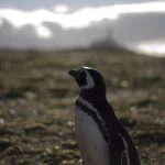 正しいSEO対策を行うために知っておくべき「ペンギンアップデート」の概要とその影響