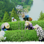 長野県  天龍村観光協会　様