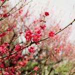 旅館や日本料理店、和菓子屋におすすめ！和テイストのホームページ６選